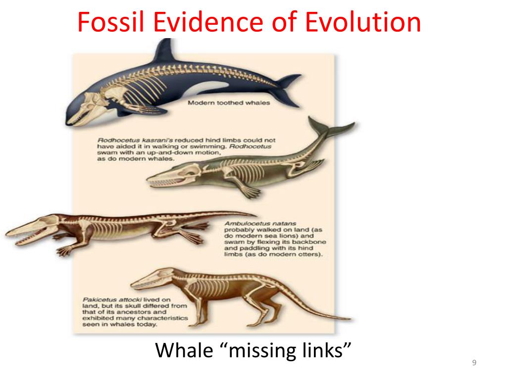 PPT - The Evidence for Evolution PowerPoint Presentation, free ...