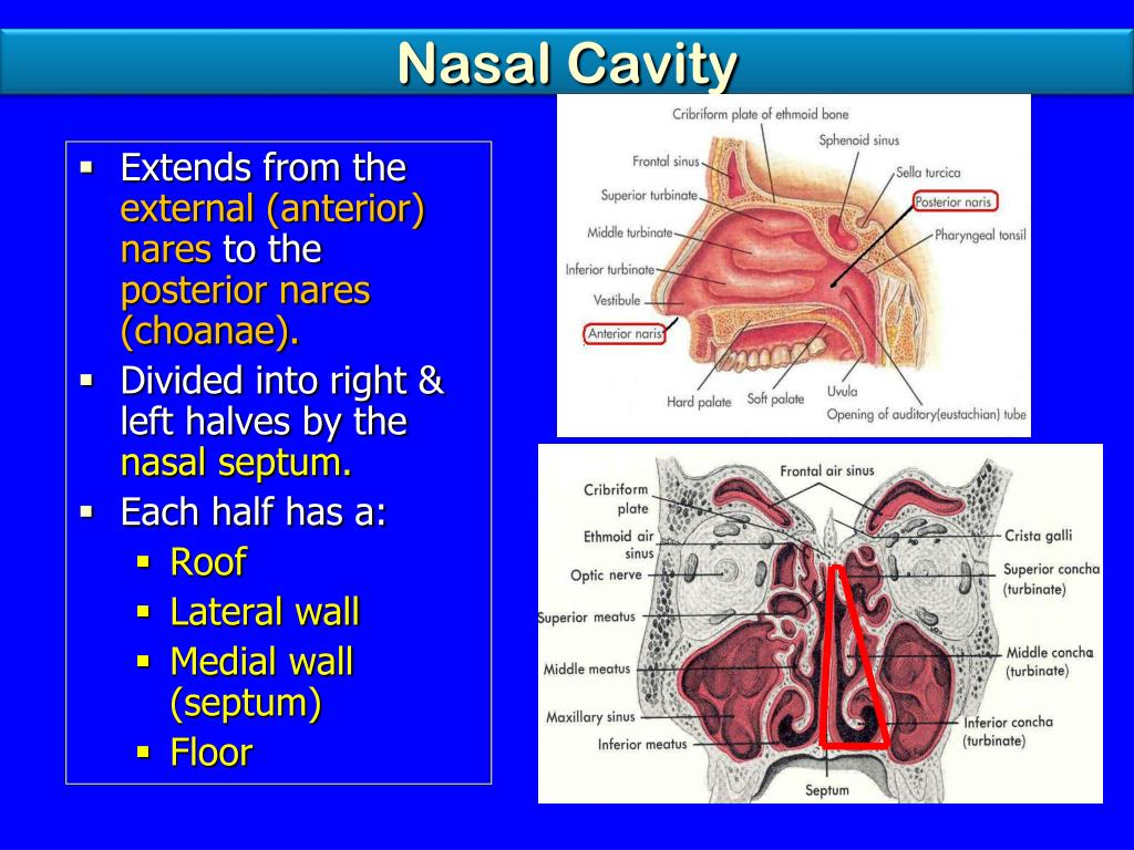 Ppt Nose Nasal Cavity Paranasal Sinuses And Pharynx Powerpoint Presentation Id 3068298