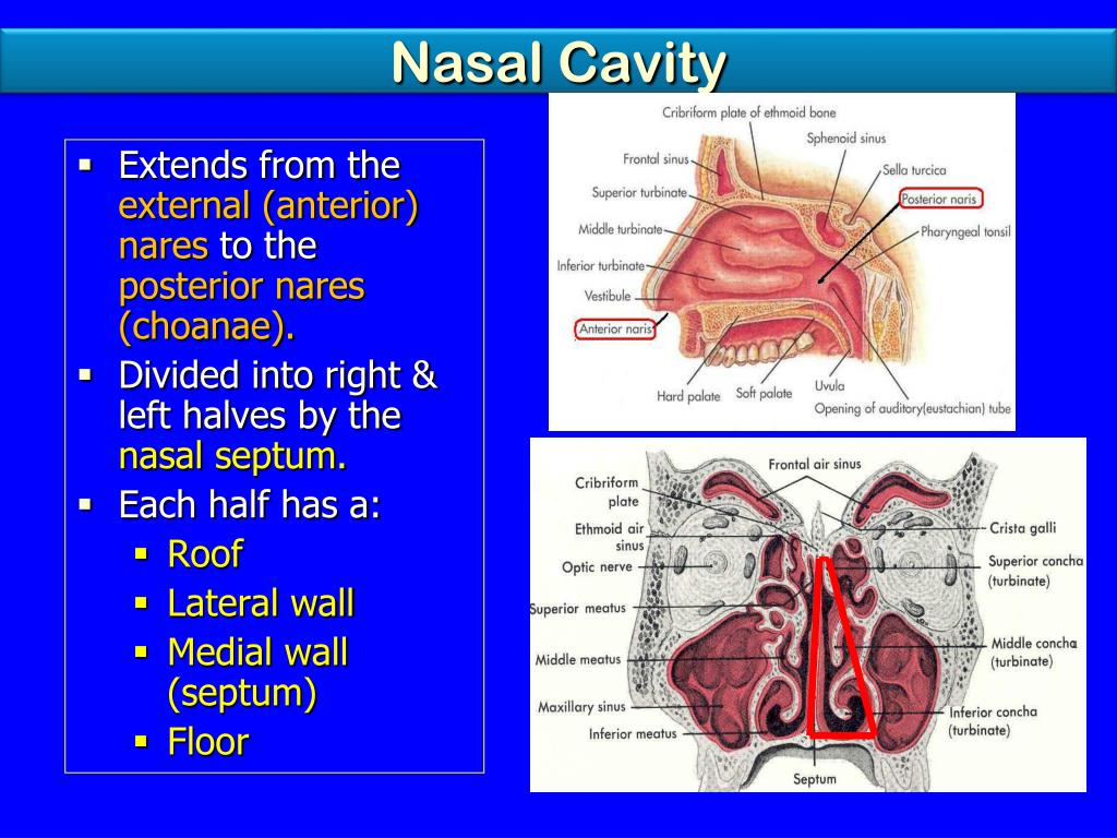 Mouth Cavity Function Anatomy At Melissa Frank Blog Mouth Cavity Function Anatomy At Melissa Frank Blog