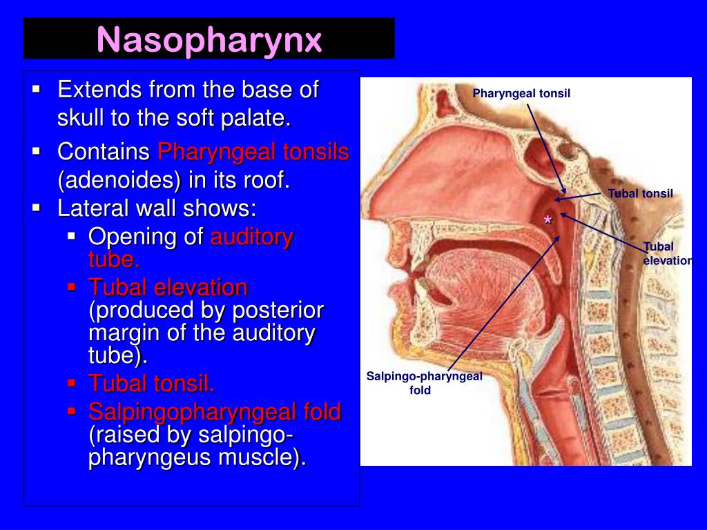 PPT - Nose, Nasal cavity, Paranasal Sinuses & Pharynx PowerPoint ...