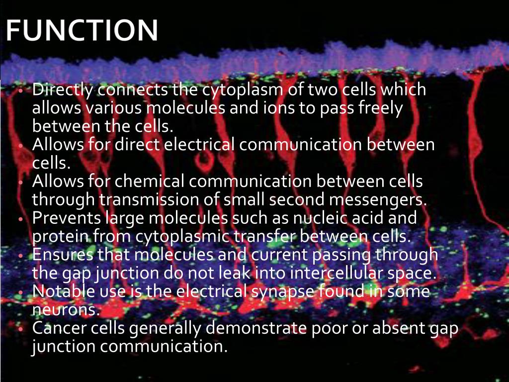 PPT Tight Junctions, Gap Junctions, and Extracellular Matrix PowerPoint Presentation ID3068323