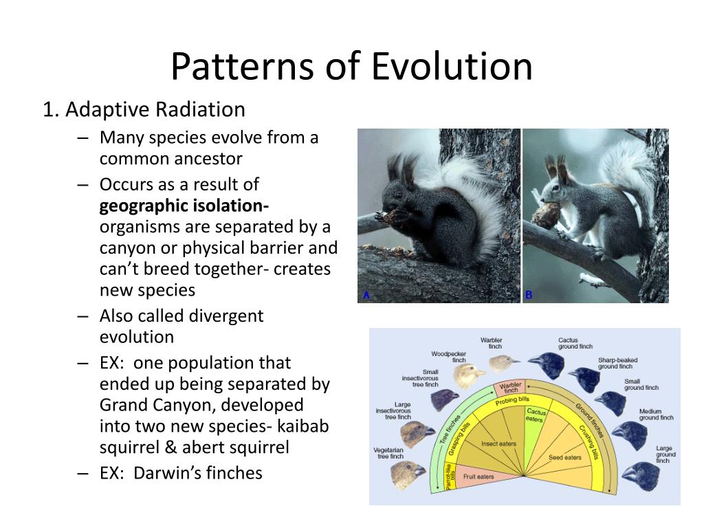 PPT Living things produce more offspring than will survive. There is variation among the