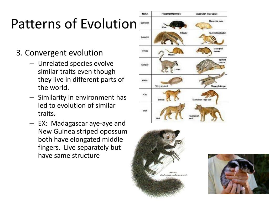 PPT Living things produce more offspring than will survive. There is variation among the