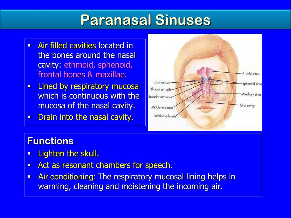 Nasal patch перевод. Paranasal Sinuses. Sinus prostaticus.