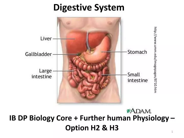 PPT - Digestive System PowerPoint Presentation, free download - ID:3068823