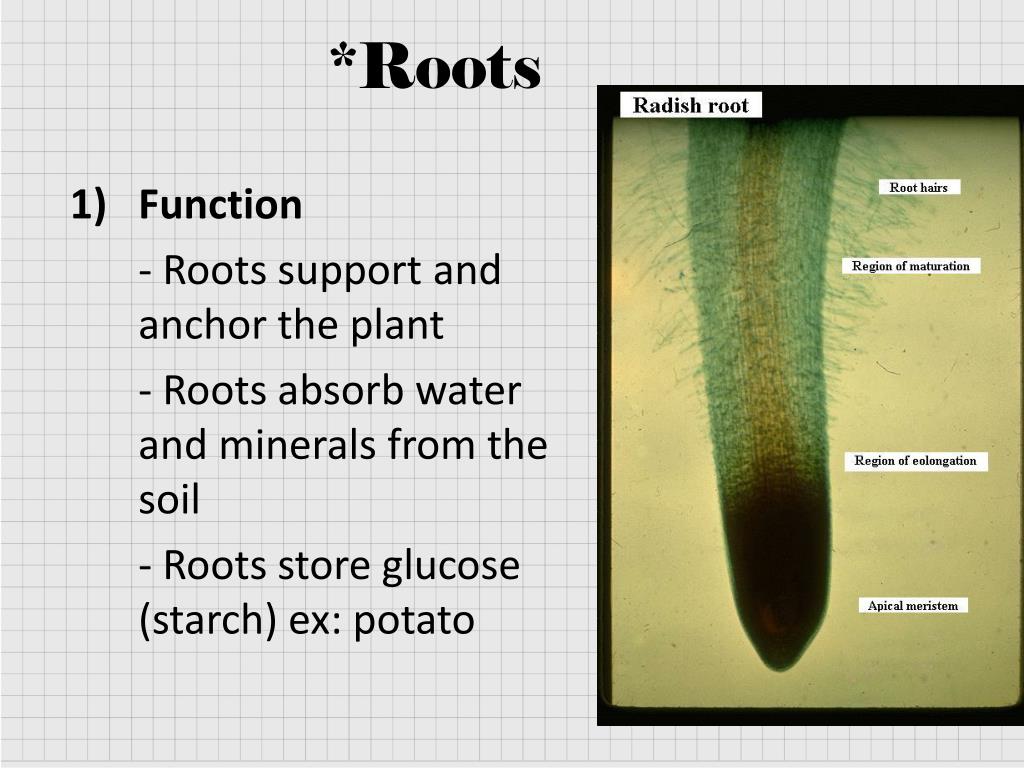 Root support