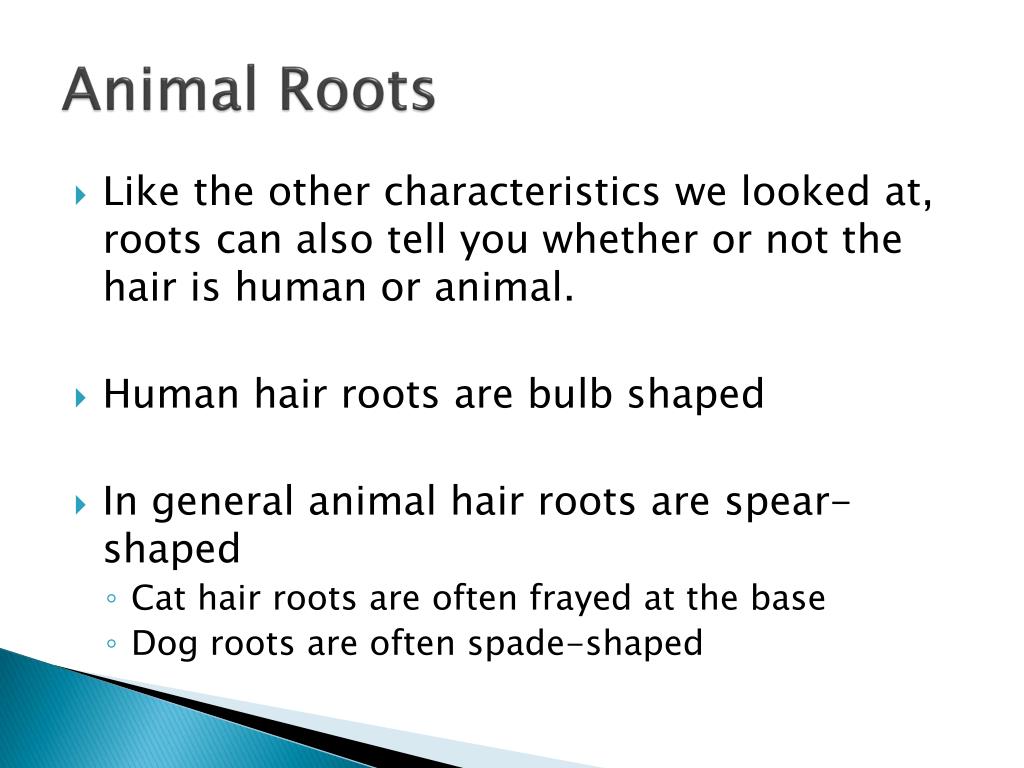 PPT - Hair, fibers, and paint PowerPoint Presentation, free download ...