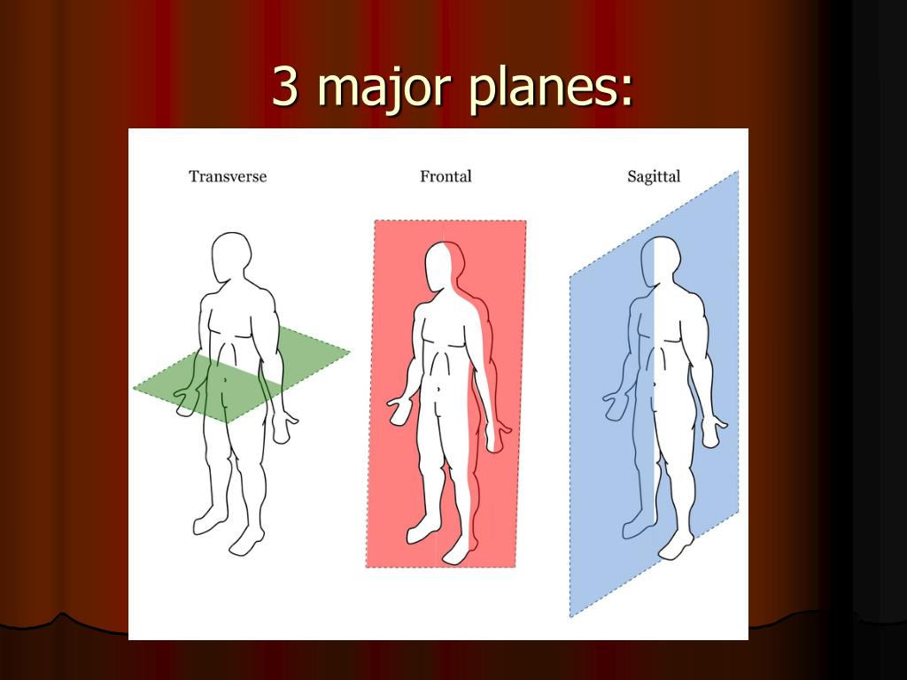 PPT Planes And Positions Body Cavities And Membranes PowerPoint 