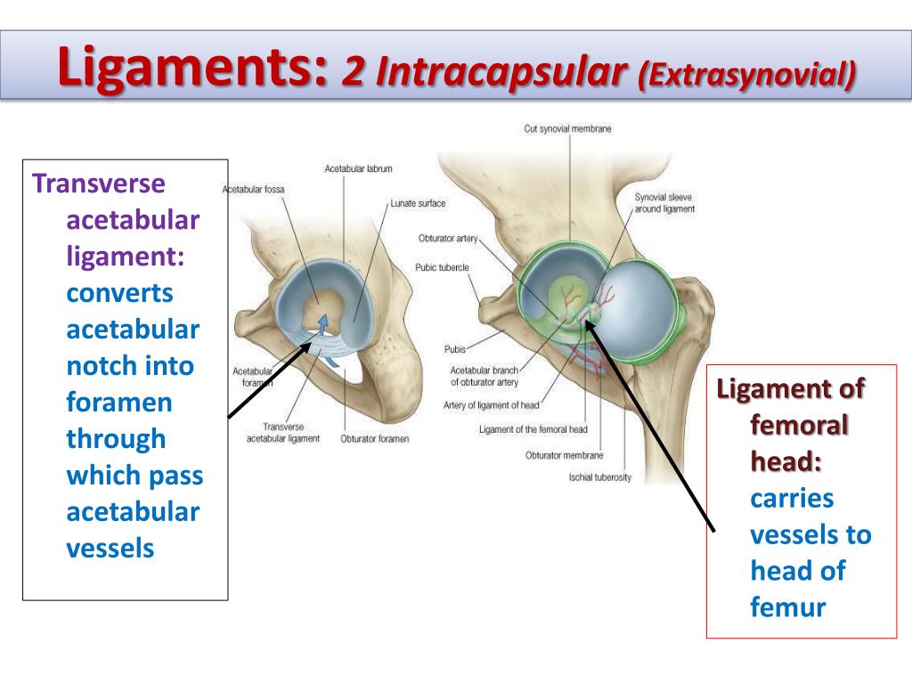 PPT Hip, Knee & Ankle Joints PowerPoint Presentation, free download