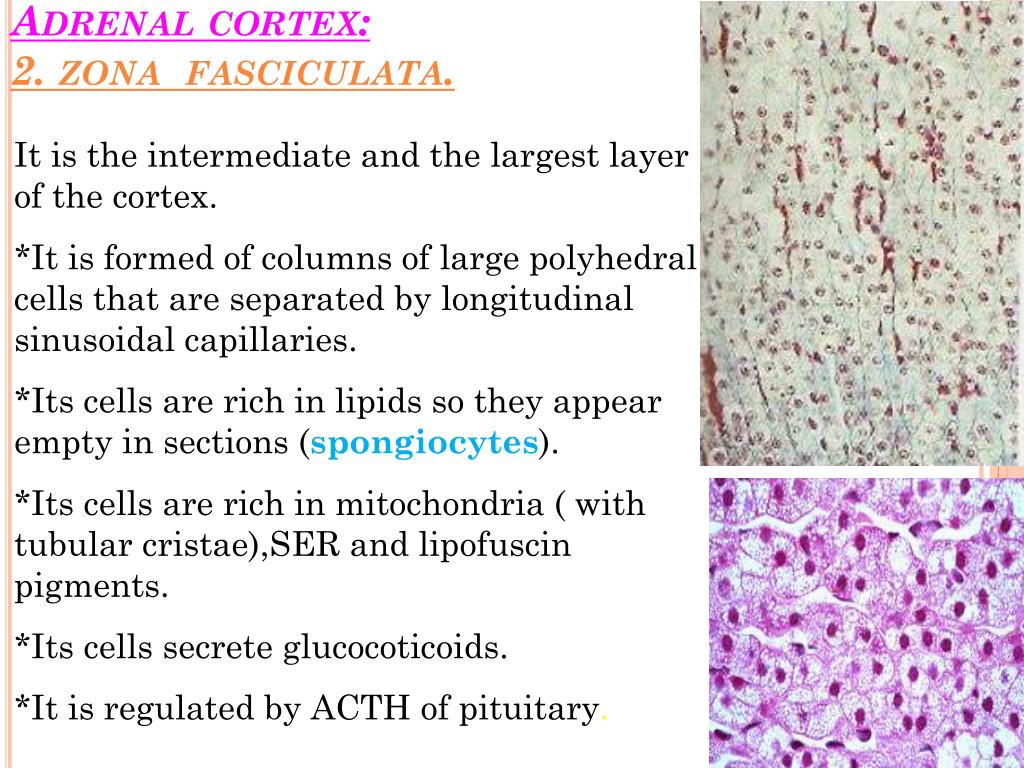 PPT - Microscopic structure of: Pituitary, Thyroid ,Parathyroid and