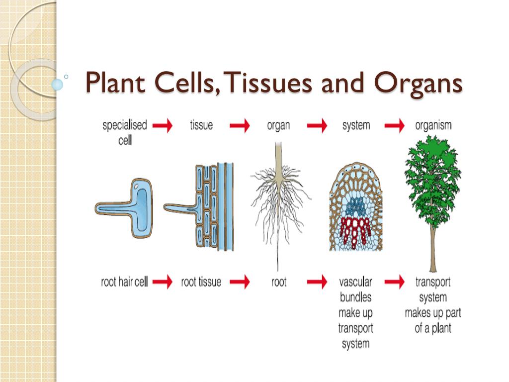 Plant tissues. Tissue Cell. Organ Systems Organs Tissues and Cells. Tissues and Organs in Plants.
