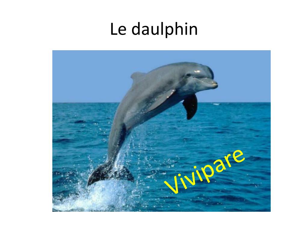 Английский про дельфинов. Карточка по английскому Дельфин. Дельфин на английском. Карточки по английскому языку Дельфин. Дельфин карточка.