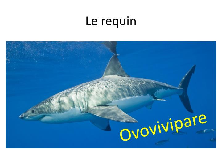 PPT Vivipare, ovipare ou ovovivipare ??? PowerPoint Presentation ID