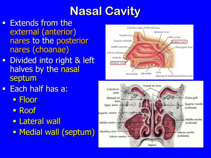 PPT - Nose, Nasal cavity & Paranasal Sinuses PowerPoint Presentation ...