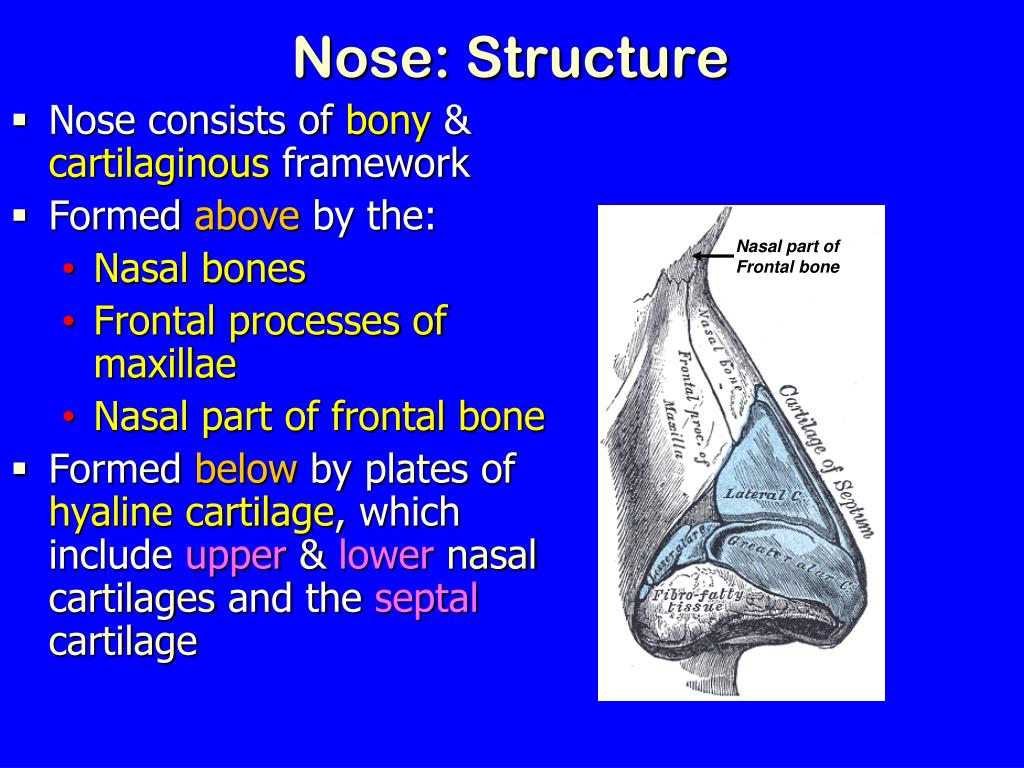 PPT - Nose, Nasal cavity & Paranasal Sinuses PowerPoint Presentation