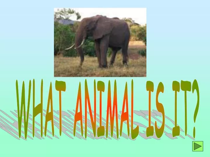 PPT - WHAT ANIMAL IS IT? PowerPoint Presentation, free download - ID