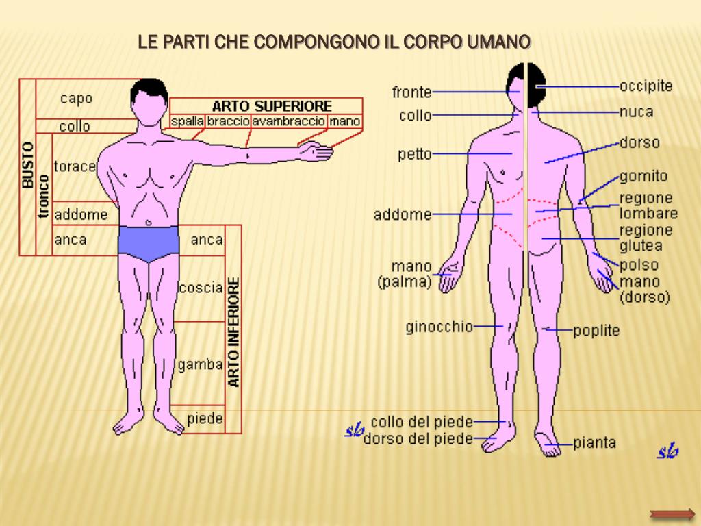 PPT - Corpo, spazio, movimento PowerPoint Presentation, free download