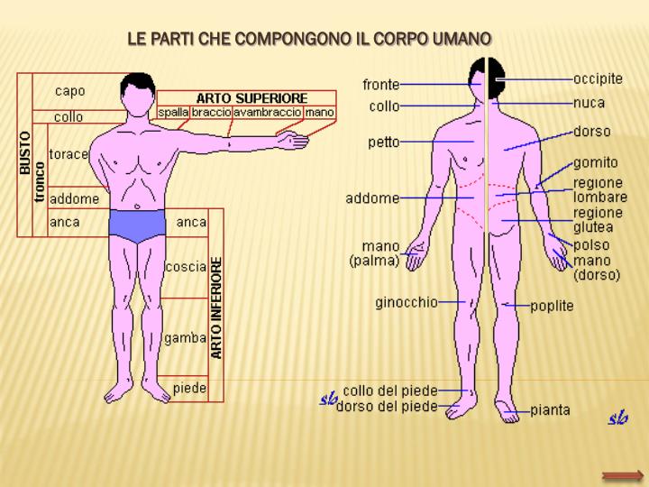 PPT - Corpo, spazio, movimento PowerPoint Presentation - ID:3070728
