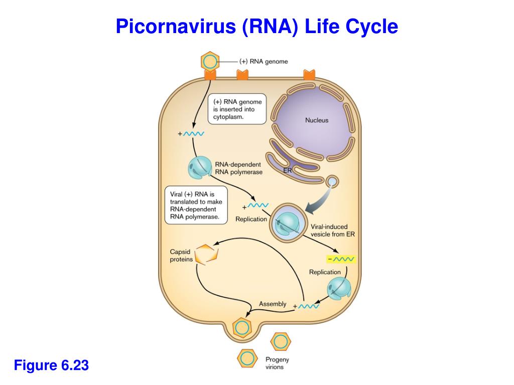 PPT Animal and Plant viruses PowerPoint Presentation, free download ID3071564