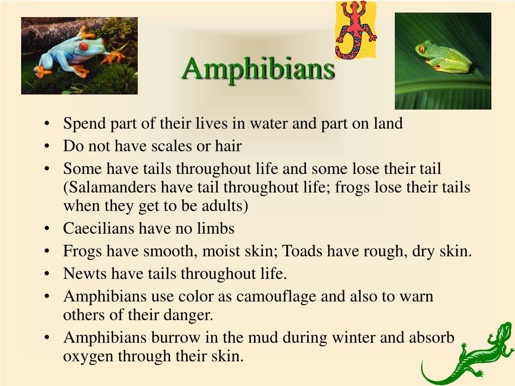 PPT Fish, Amphibians, Reptiles, Birds, & Mammals PowerPoint
