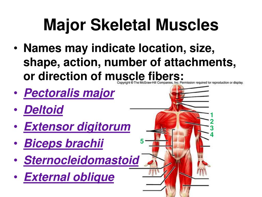 PPT - Muscular System PowerPoint Presentation, free download - ID:3071925
