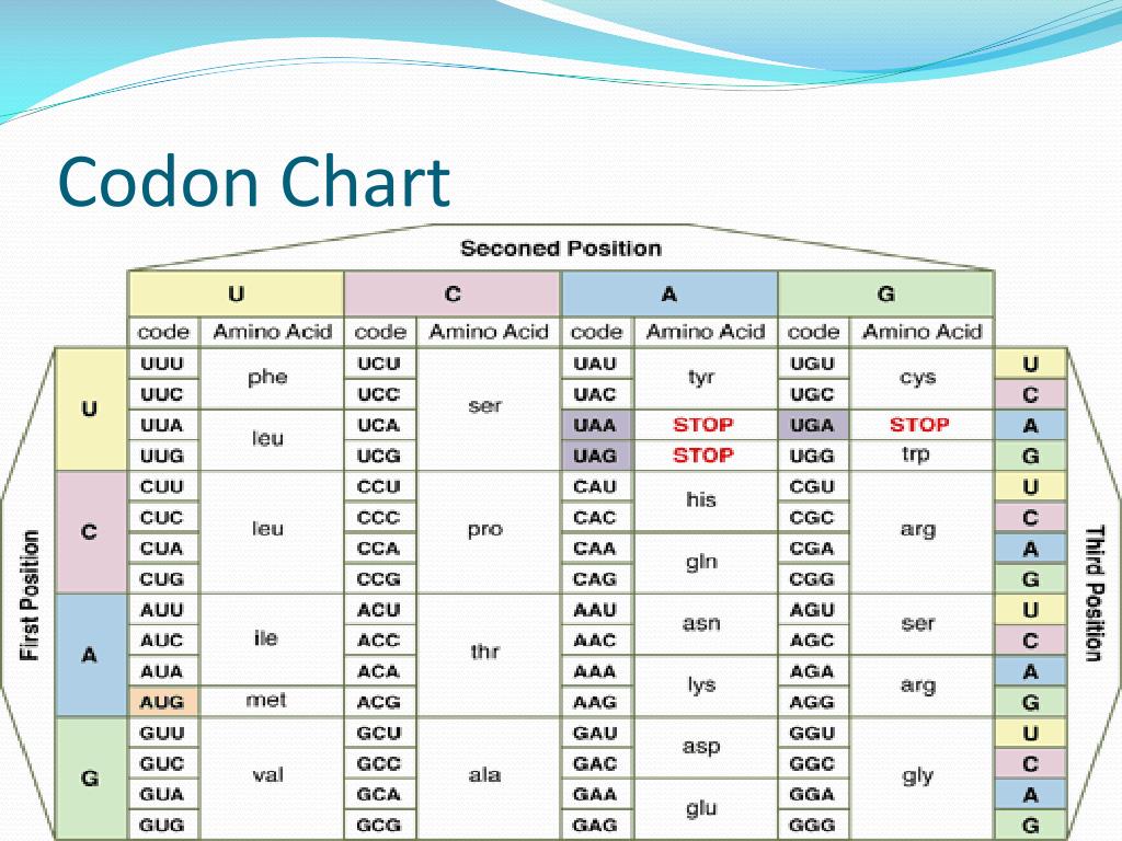 Anticodon Chart