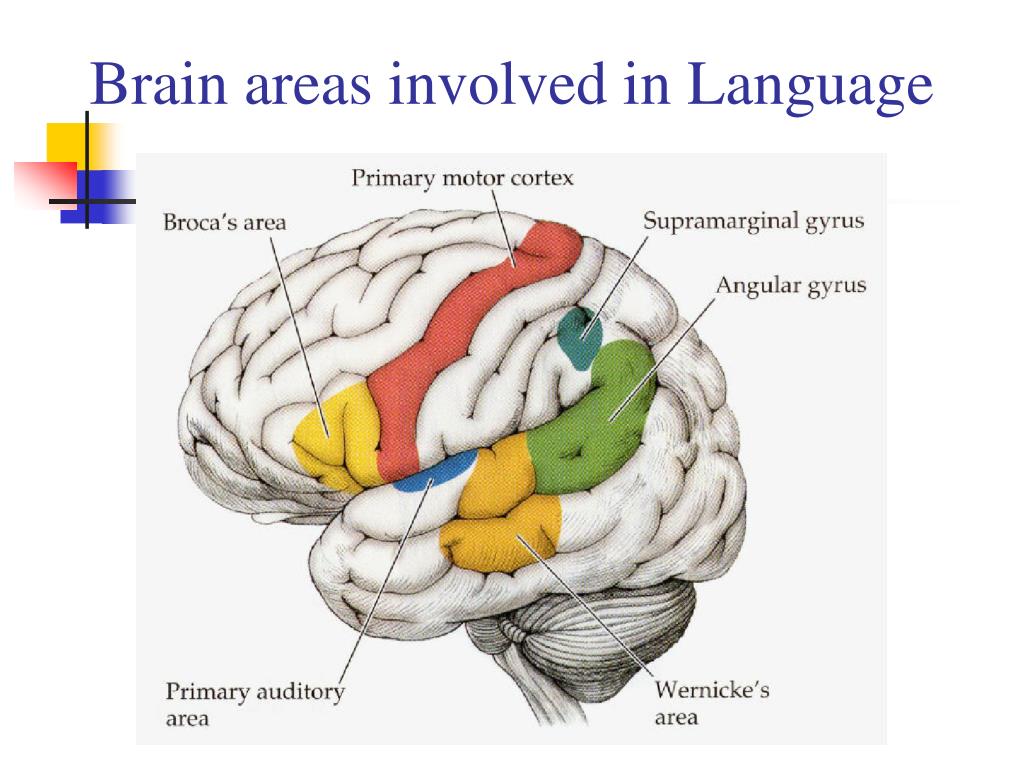 Brain languages. Brain and language. Brain areas. Language areas in the Brain. Brain Broca area.