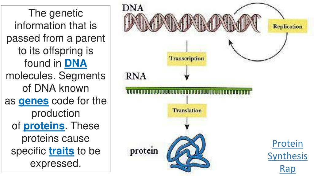 PPT - DNA, Protein Synthesis and Biotechnology EOC Review PowerPoint ...