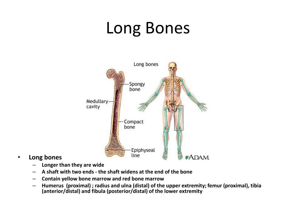 PPT - Musculoskeletal Disorders PowerPoint Presentation, free download ...