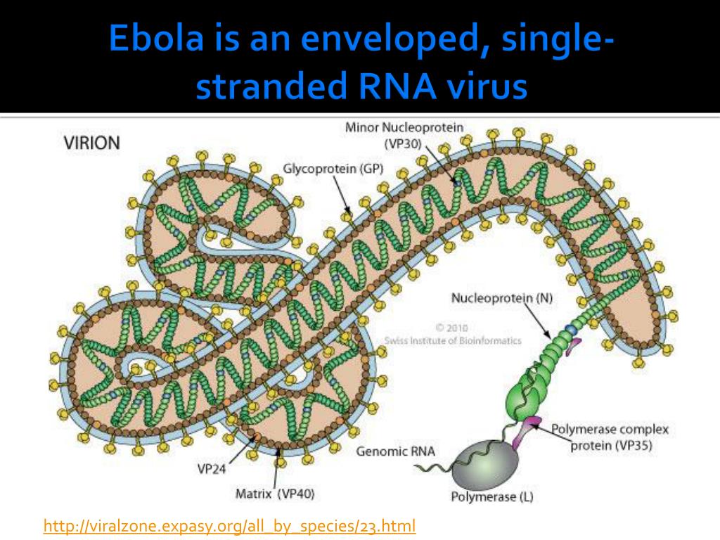 PPT Ebola PowerPoint Presentation, free download ID3073192
