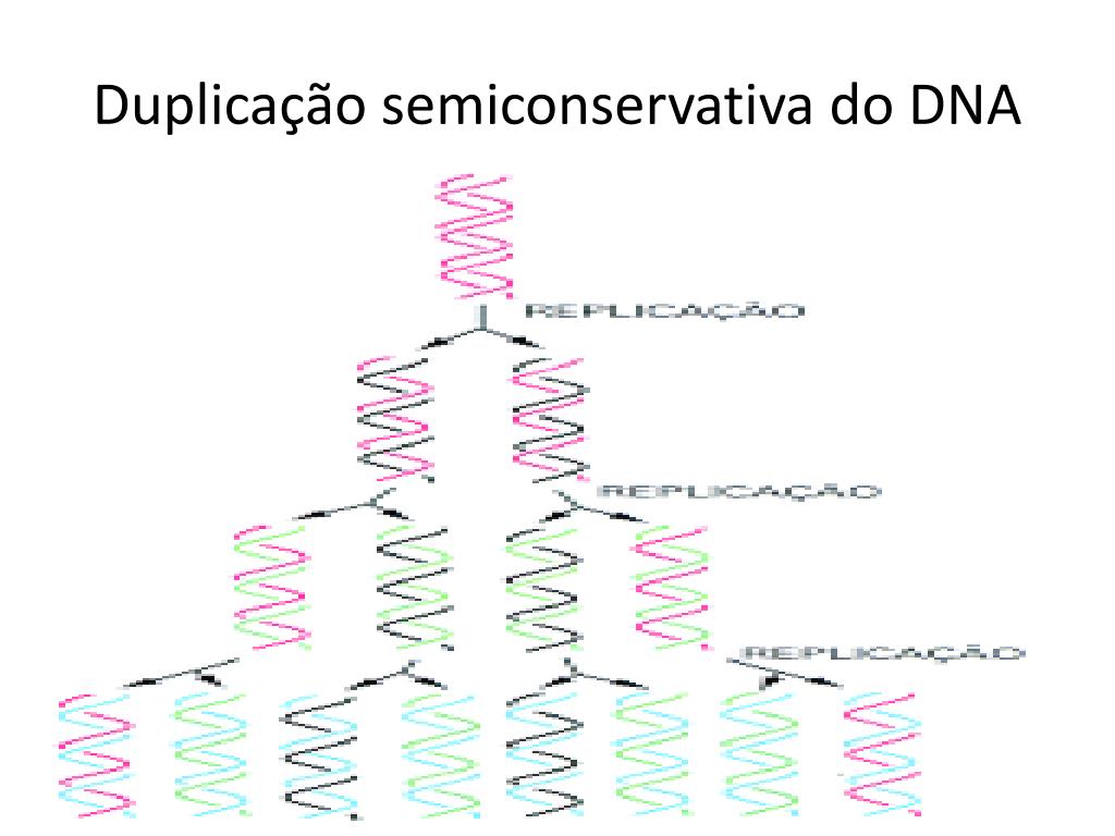PPT - DNA PowerPoint Presentation, free download - ID:3074502