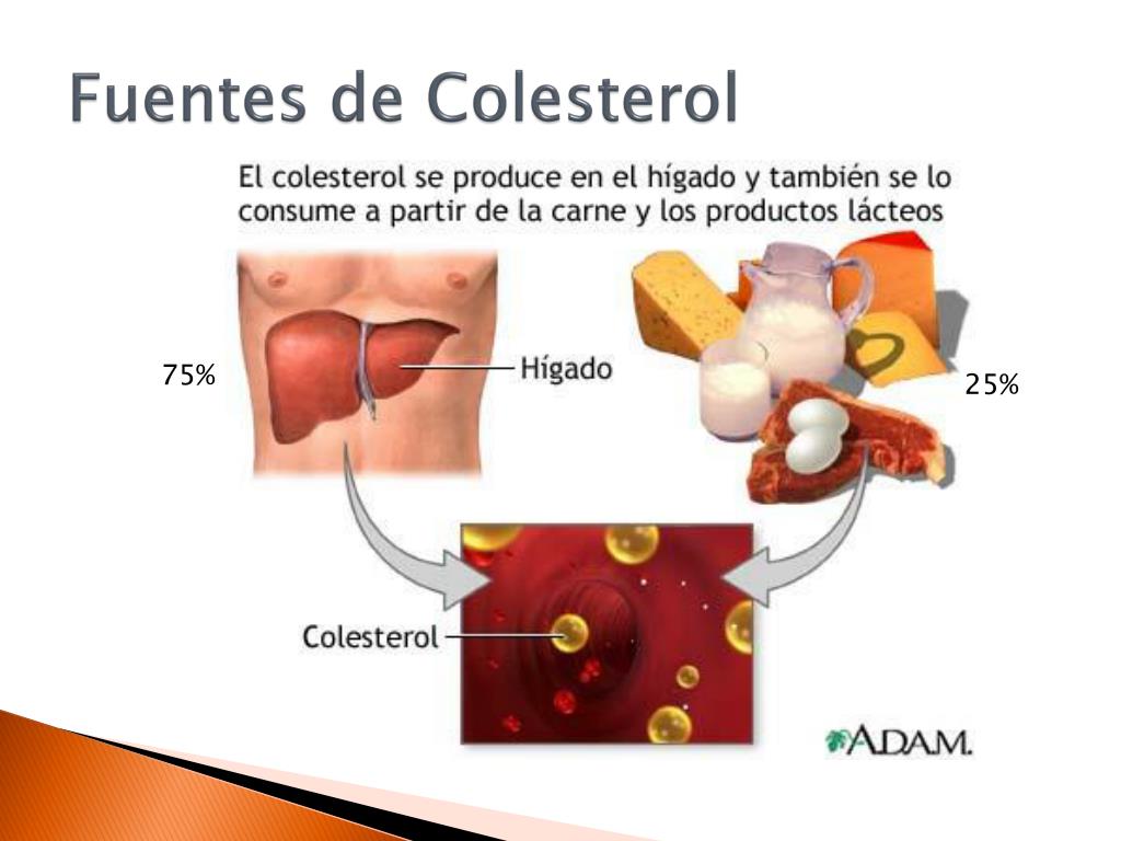 Higado colesterol