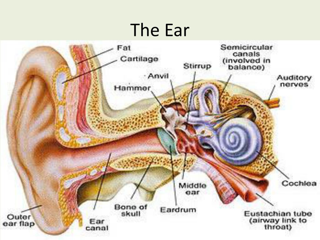 Что делать если заложило левое ухо. Строение внутреннего уха. Ухо изнутри строение.