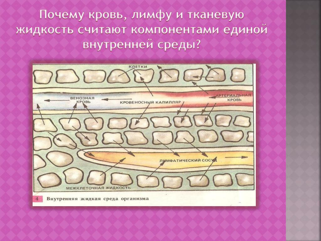 Жидкую внутреннюю ткань образует. Внутреннюю среду организма от внешней среды отделяет ткань. Кровь внутренняя среда организма постоянство ее состава. Внутренняя среда организма картинки для презентации. Значение постоянства температуры внутренней среды организма.