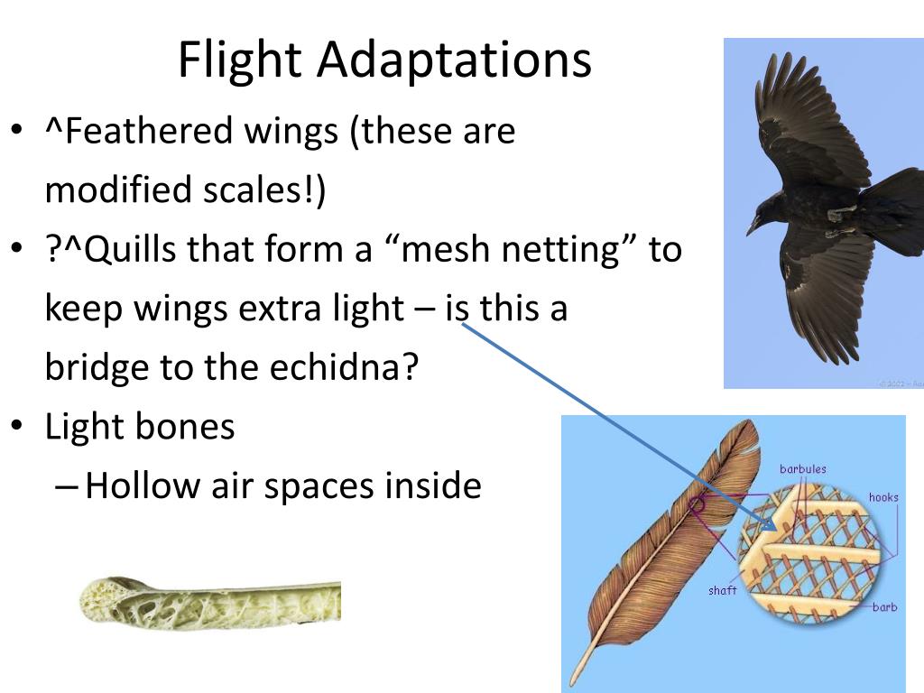 write an essay on flight adaptation in birds