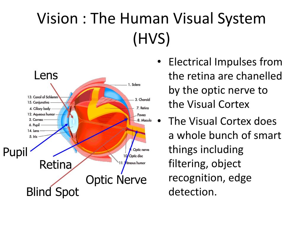 Human Visual System PowerPoint Presentation, free download Biology Diagrams