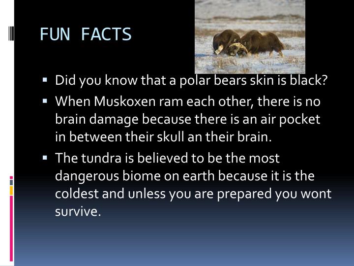 facts about the tundra