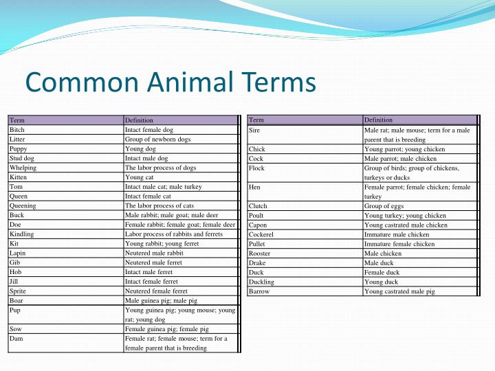 animal age terms animal age terms