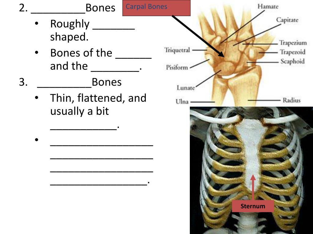 PPT - Unit 4: Skeletal system including joints PowerPoint Presentation
