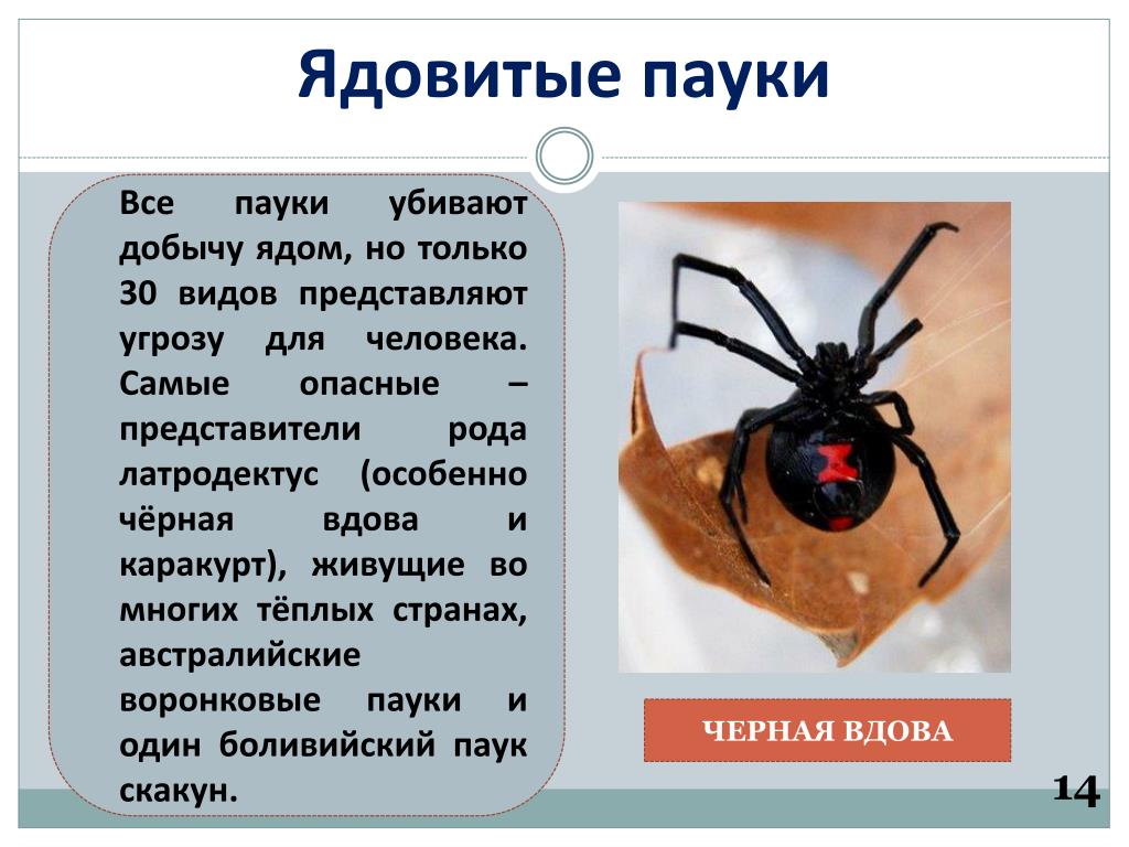Скорпион каракурт. Ядовитые пауки. Представители паукообразных ядовитые. Паукообразные доклад.