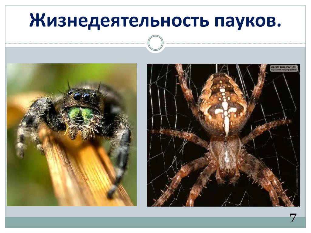 Адаптация паукообразных. Класс паукообразные. Жизнедеятельность паукообразных. Классификация паукообразных. Паукообразные презентация.