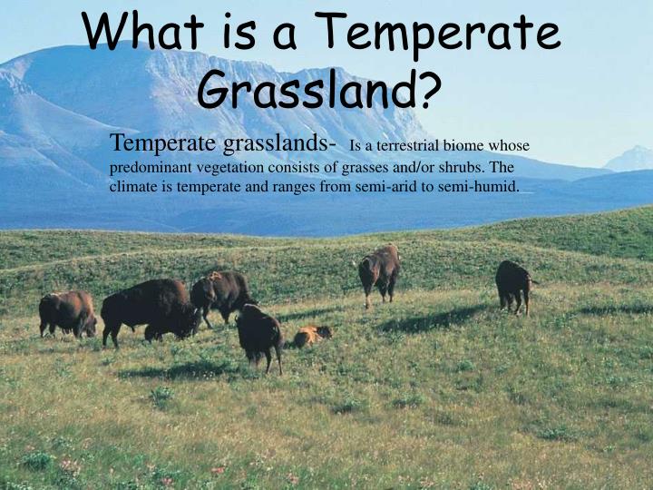 PPT Temperate Grasslands PowerPoint Presentation ID3077591