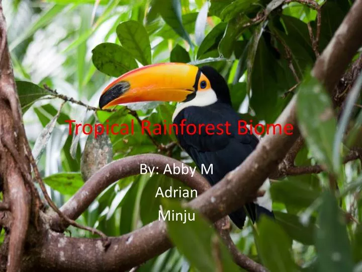 Ppt Tropical Rainforest Biome Powerpoint Presentation Free Download Id 3077875