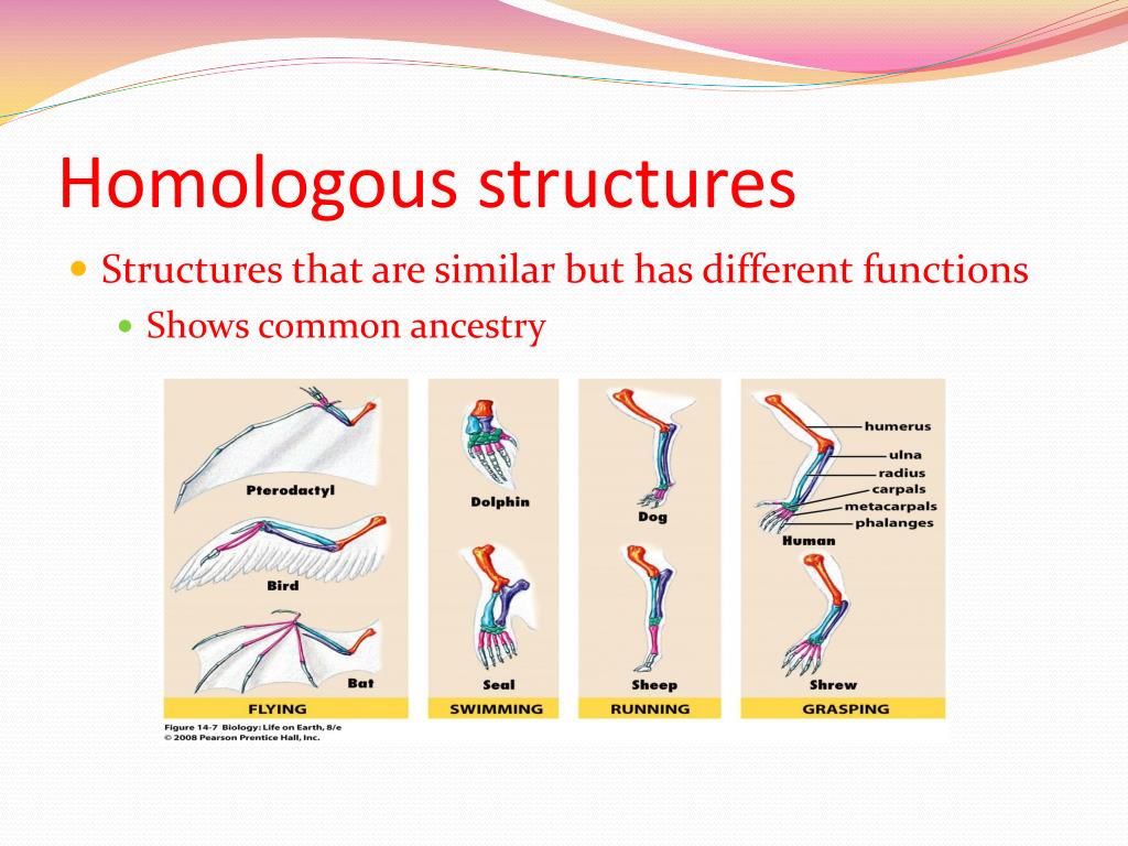 PPT - Homologous and Analogous Structures PowerPoint Presentation, free ...