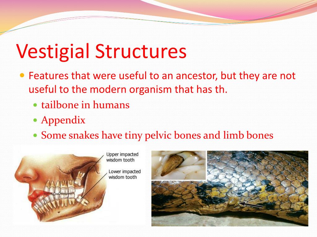 download free vestigial structures