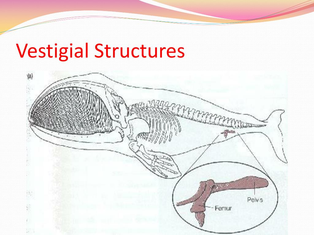 vestigial structures download