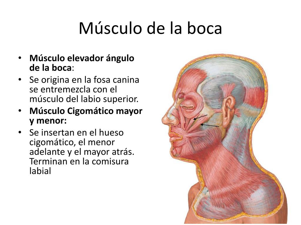 PPT - Músculos de la Expresión Facial. Cuello PowerPoint Presentation