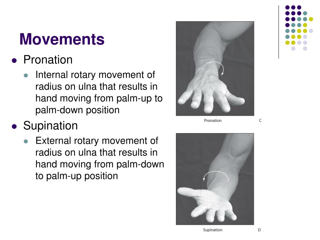 PPT The Elbow and Radioulnar Joints PowerPoint Presentation, free