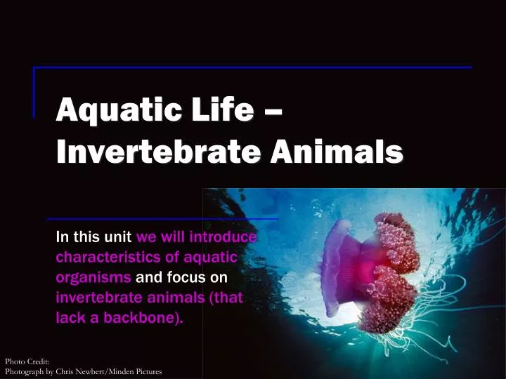 aquatic life invertebrate animals n.