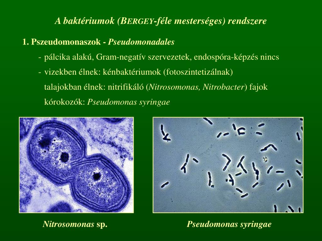 PPT N v nyrendszertan 2 El ad s PowerPoint Presentation Free PPT N v nyrendszertan 2 El ad s PowerPoint Presentation Free